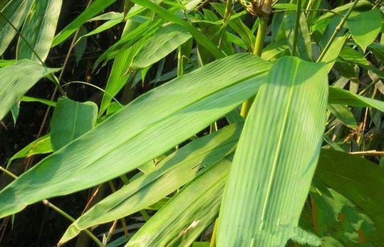 桑植金橋粽葉收購(gòu),桑植金橋粽葉加工,桑植金橋粽葉銷售,桑植金橋粽葉