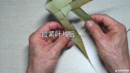 桑植金橋粽葉收購,桑植金橋粽葉加工,桑植金橋粽葉銷售,桑植金橋粽葉 桑植金橋粽葉收購,桑植金橋粽葉加工,桑植金橋粽葉銷售,桑植金橋粽葉