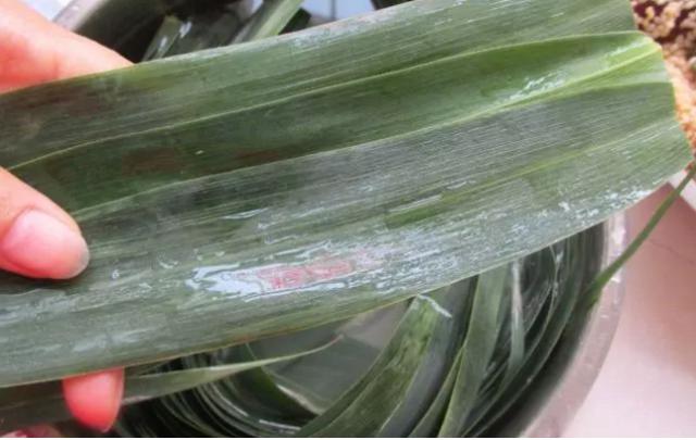 桑植金橋粽葉收購(gòu),桑植金橋粽葉加工,桑植金橋粽葉銷(xiāo)售,桑植金橋粽葉